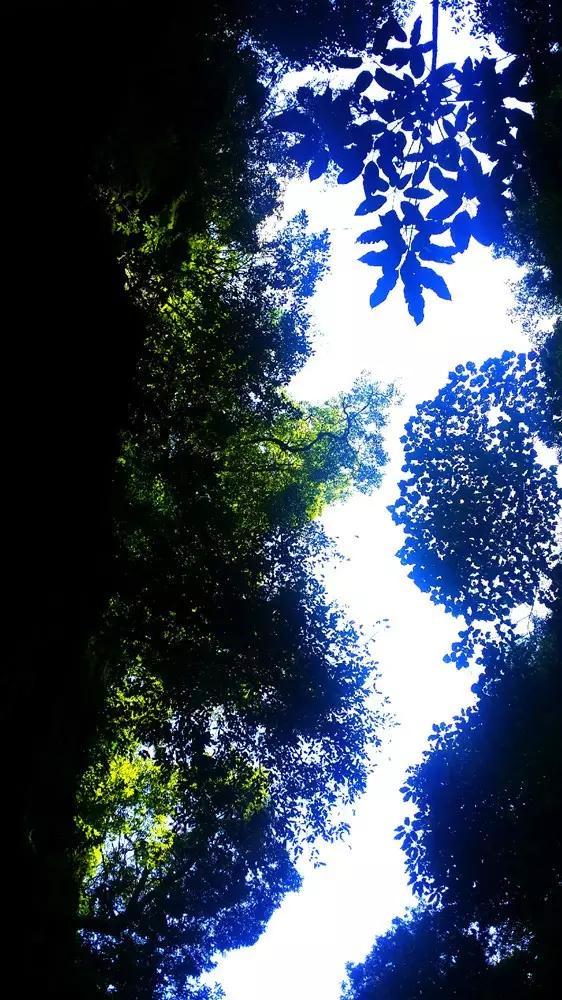 创作猫
